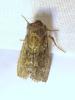 300790 – Photo : Moth-er – France (69)